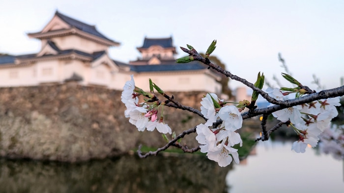 4K Cherry blossoms in front of Kishiwada Castle, Japan