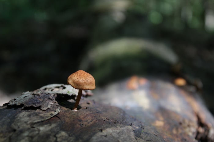 4K macro shot of a mushroom on a log