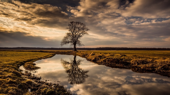 4K tree reflection in water with clouds