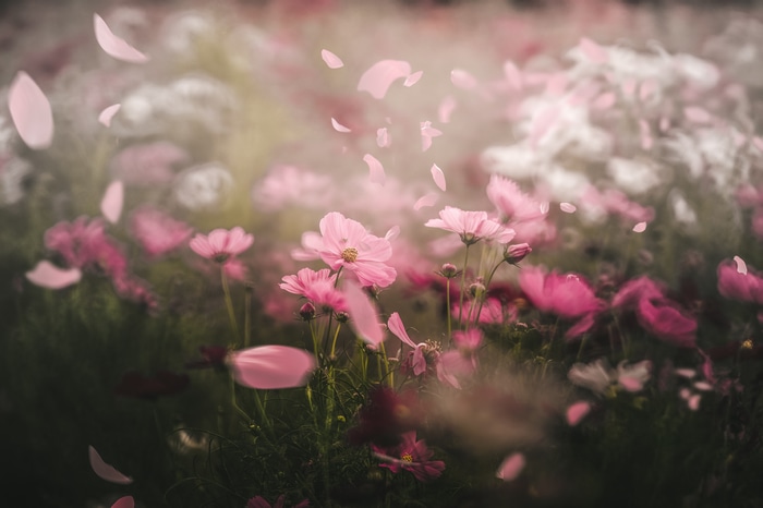 4K Pink Cosmos Flowers with Falling Petals