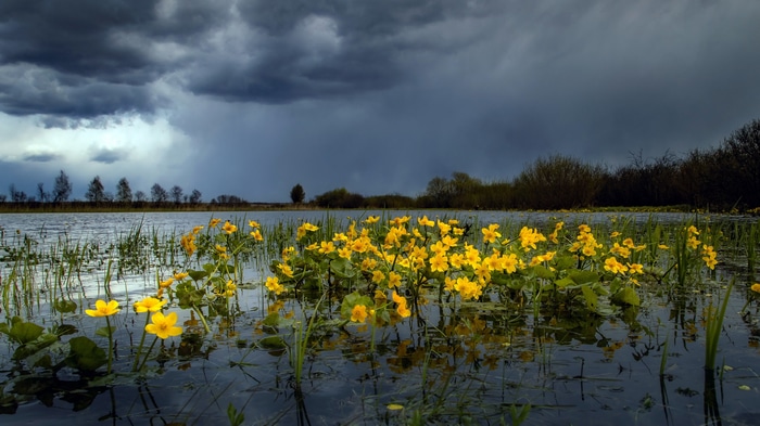 Yellow flowers in water under stormy sky