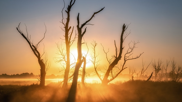 Sunlight through dead trees in a misty field