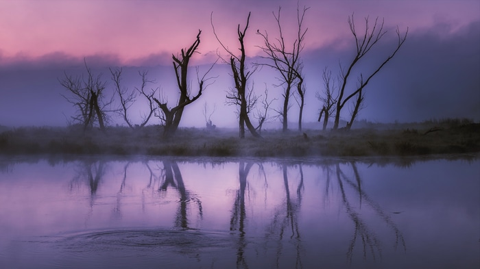 4K landscape with trees and mist reflection