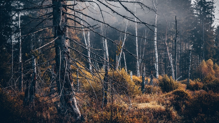 Misty forest with bare and birch trees in autumn