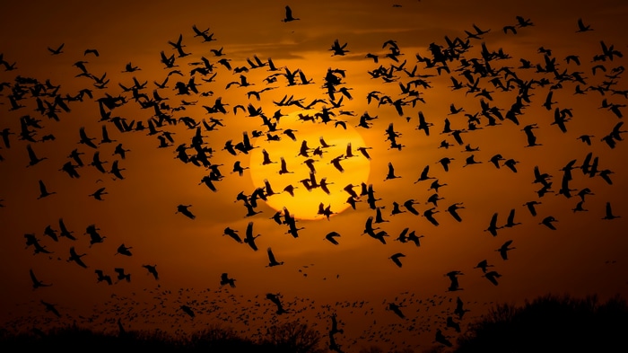 Flock of birds flying against the sun
