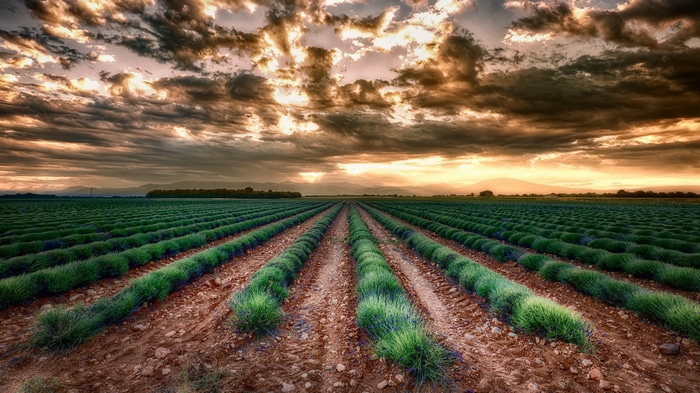 4K Lavender Field Under Dramatic Clouds