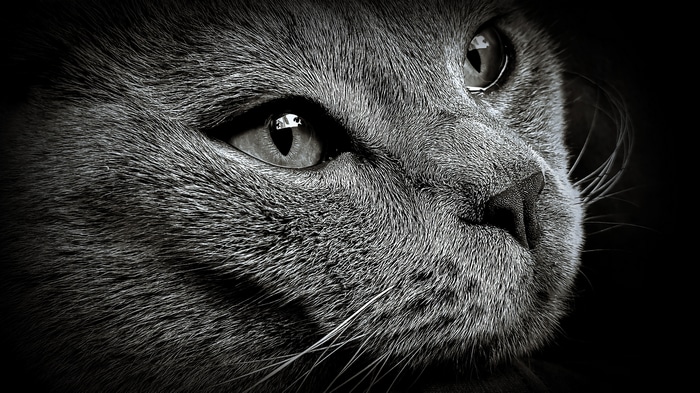 Monochrome close-up of a cat's face with detailed fur and whiskers