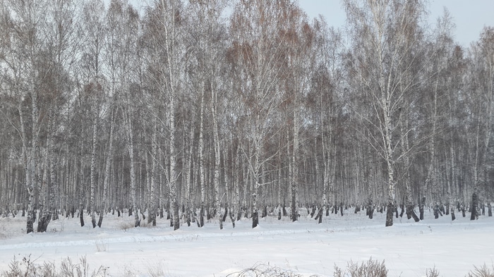 4K Winter Birch Forest Landscape
