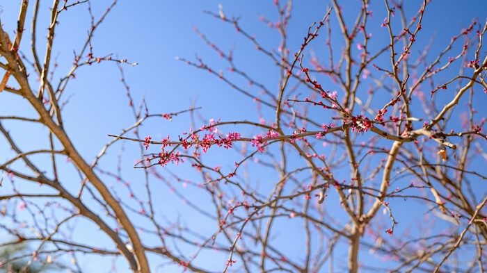 Pink flowers on tree branches against blue sky