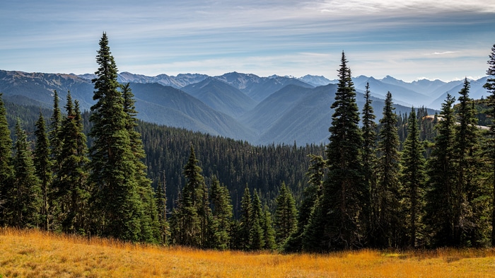 4K Mountains Landscape with Evergreen Trees and Golden Field
