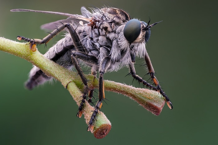 Macro shot of a robber fly on a twig