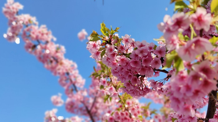 Pink cherry blossoms against a clear blue sky