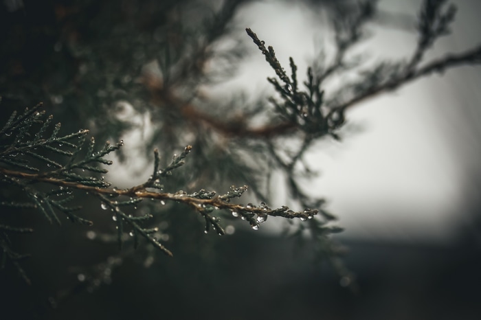 Pine tree branch with raindrops