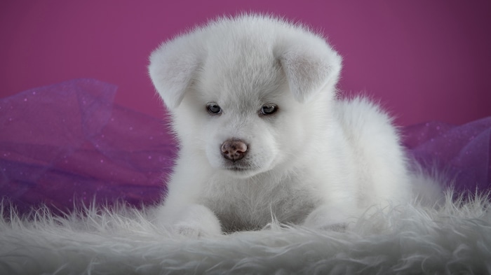 4K White Akita Puppy on Fur