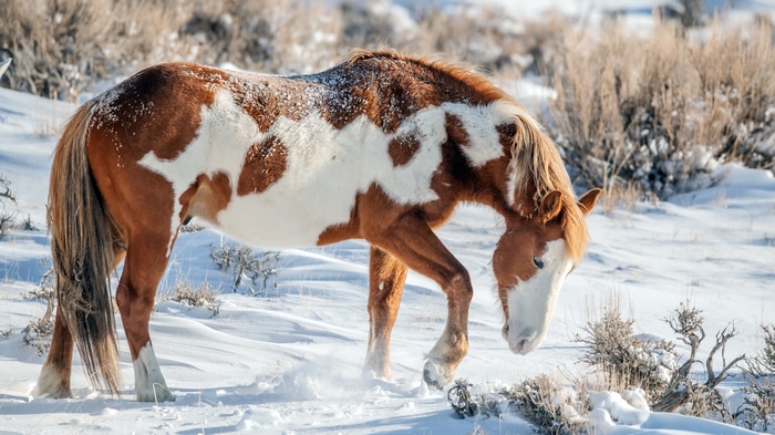 4K horse in the snow during winter