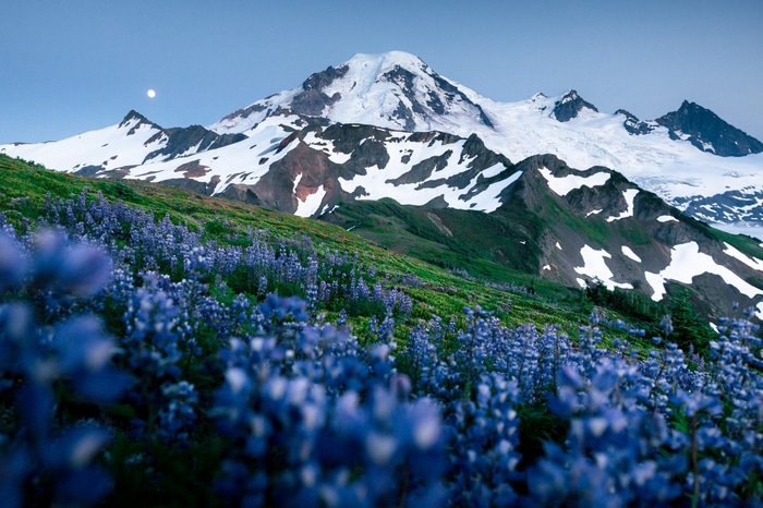 Lupines and Snow-Capped Mountains with Moon