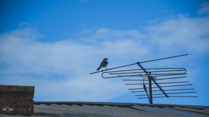 Bird on Antenna Against Blue Sky