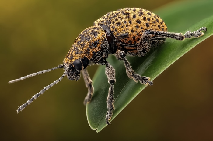 4K macro shot of a spotted beetle on a leaf