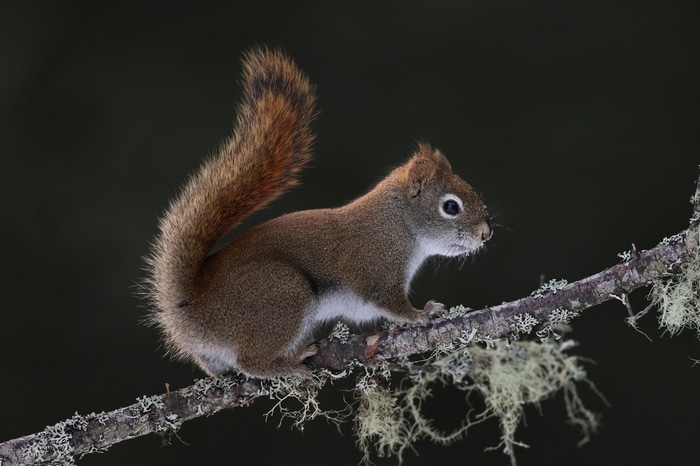 Red squirrel perched on a lichen-covered branch