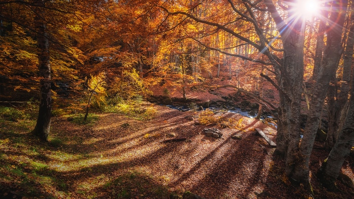 Autumn forest with sunbeams and a stream