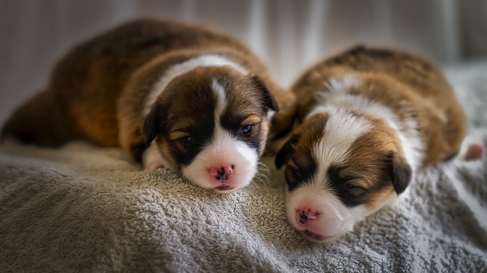 Two newborn puppies sleeping on a blanket