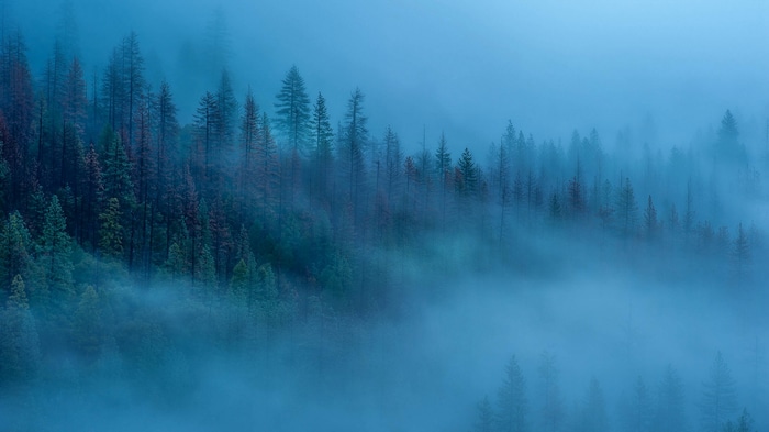 Misty forest with tall evergreen trees