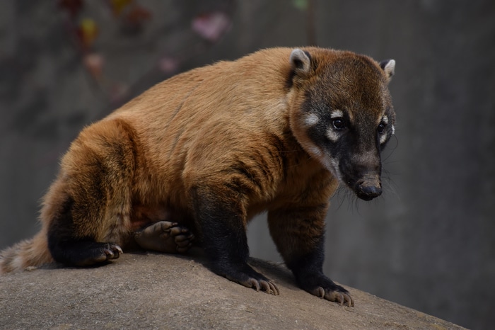 Coati in a zoo