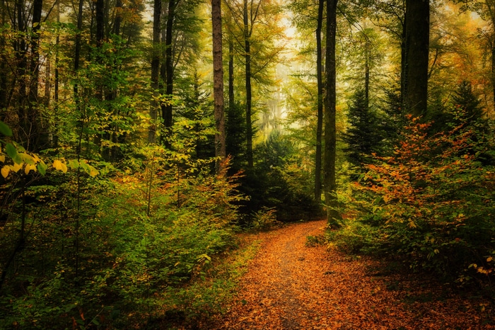4K forest path with fall foliage and trees