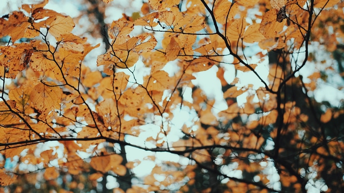 4K Timothy Meinberg fall foliage branches