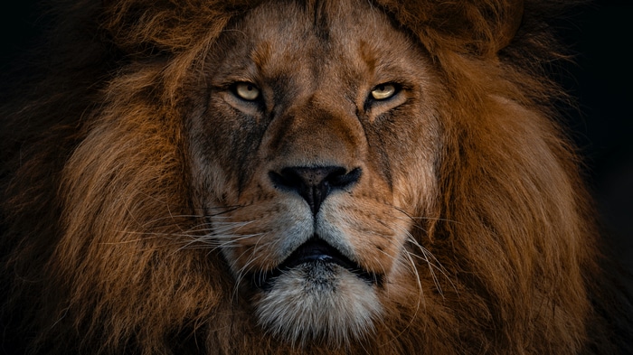 Close-up portrait of a male lion with a dark background