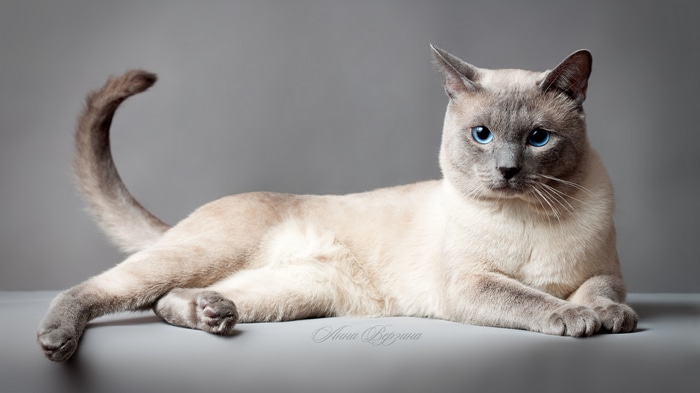 4K Siamese cat with blue eyes on a gray background