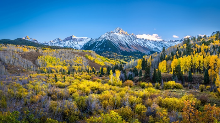 Yellow Aspen Trees and Snow-Capped Mountains in Fall