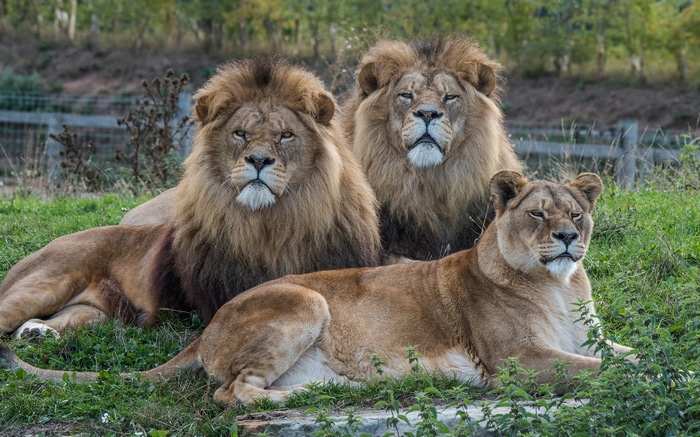 4K: Three lions resting on grassy terrain