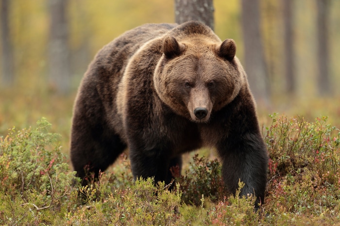 Brown bear walking in a forest during autumn