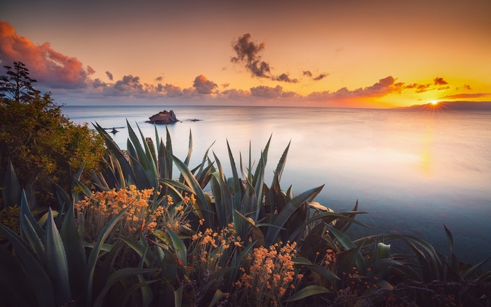 Sunset over the sea with agave plants and flowers