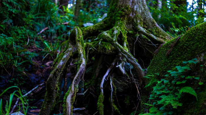 4K Mossy Tree Roots in a Forest