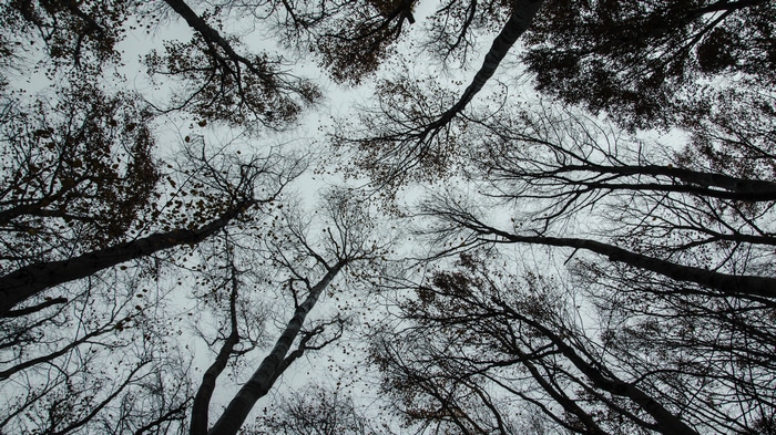 4K looking up at trees in fall