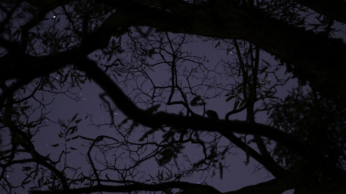 Silhouette of tree branches against a starry night sky