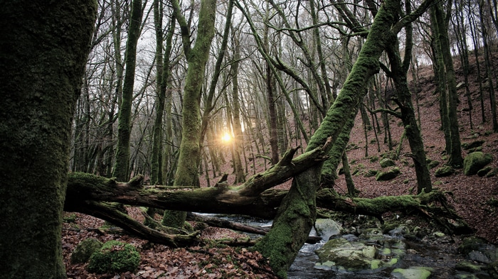 Mossy forest with a stream and sunbeams