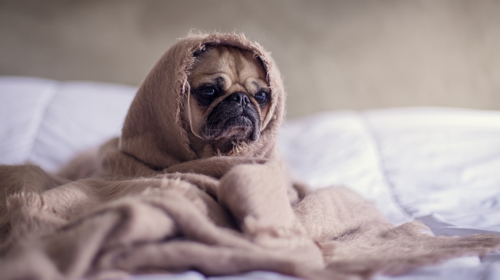Pug dog wrapped in a blanket