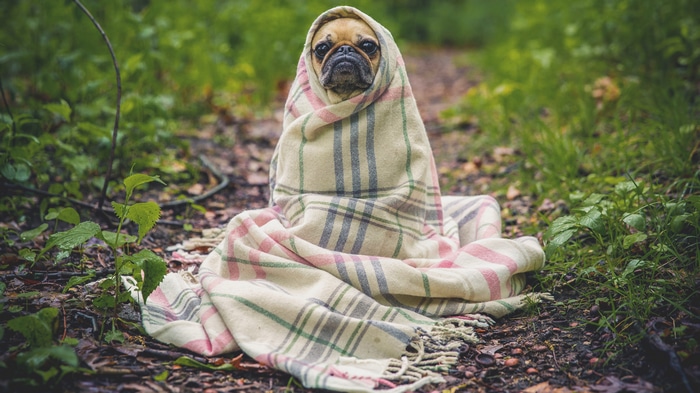 4K Pug wrapped in a blanket in the forest