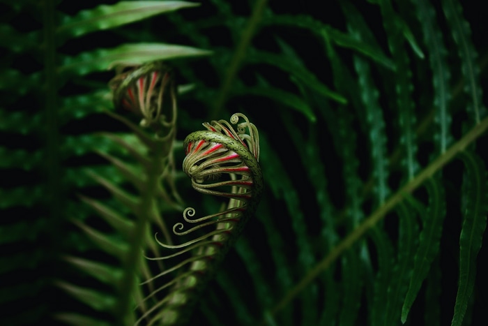 4K macro view of unfurling fern fronds