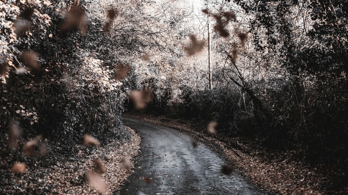 4K road through a forest with falling leaves