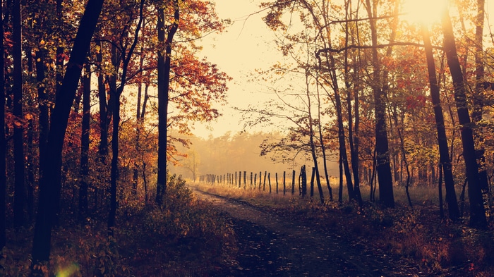 4K path through autumn forest with wood fence