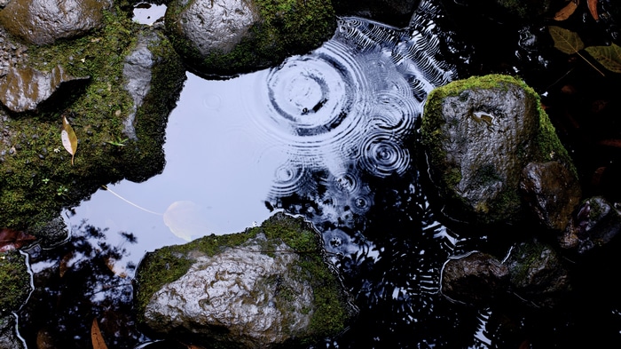Raindrops on mossy rocks in water