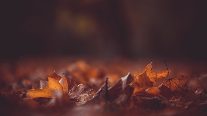 4K fall leaves with bokeh effect
