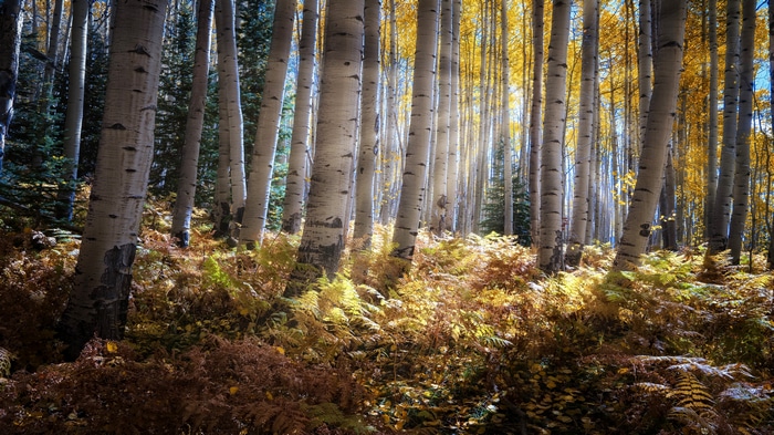 4K forest with aspen trees and fall foliage