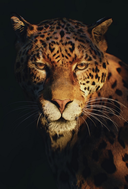 Close-up portrait of a jaguar with spotted fur