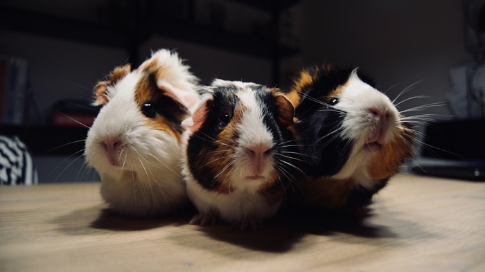 Three guinea pigs on a wooden table