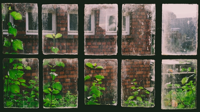 Greenery growing through a dirty window